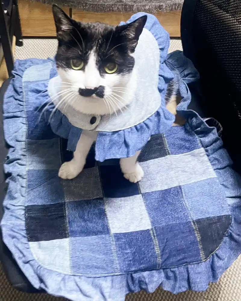 猫用ウェア 淡色 ボタン付き フリル型