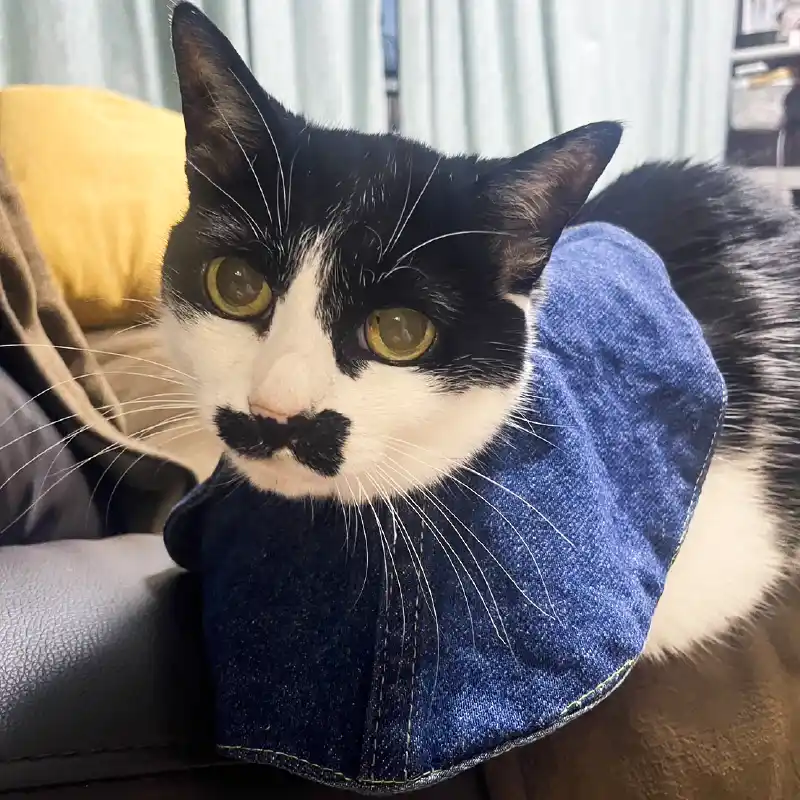 デニム素材の猫用ウェアを着用した白黒猫