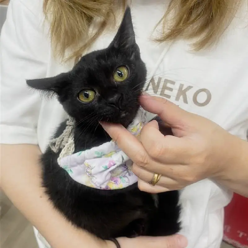 新しい飼い主の腕の中でくつろぐ保護猫