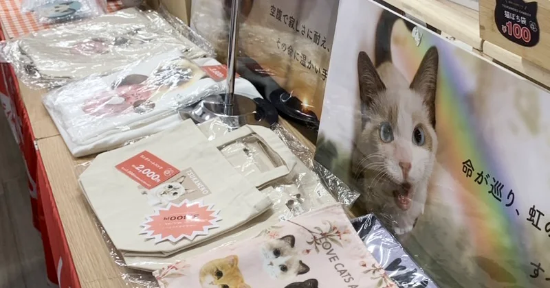 保護猫たちの新しい家族を待つ譲渡会の様子