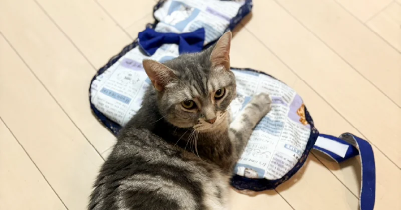 利用者さんが制作した猫用ソファの全体像