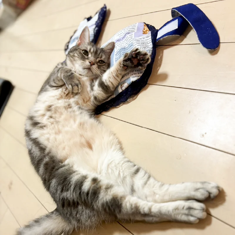 猫が猫用ソファに興味を持っているシーン。